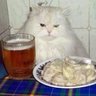 CatKiller